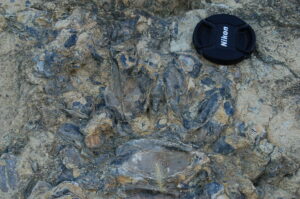 Ostras fosiles yacimiento Escuriza, Ariño