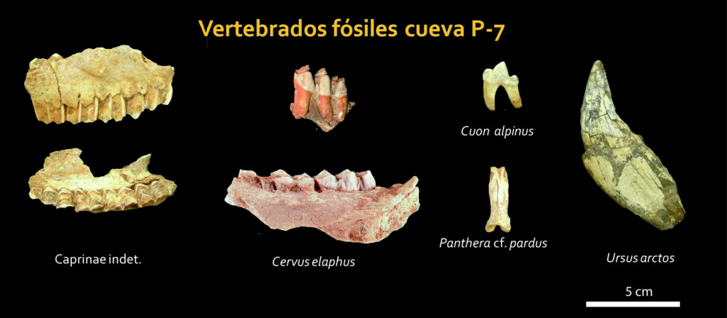 fósiles de mamíferos del Pleistoceno superior de Aguilón